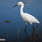 Snowy Egret