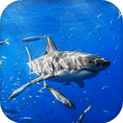 Sharks Live Wallpaper Backgrounds Hd Aplicații Pe Google Play
