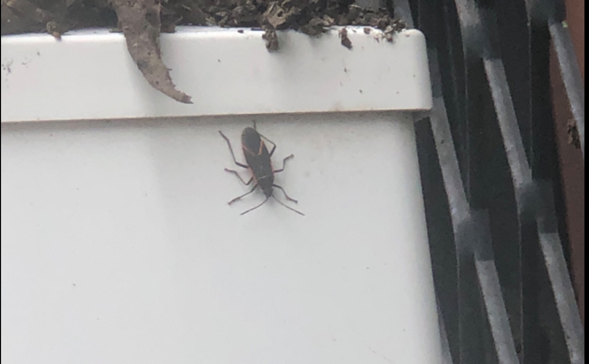 Boxelder Bug