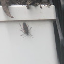 Boxelder Bug