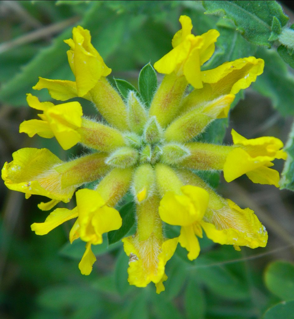 Clustered Broom (Χαμαικύτισος ο αδρότριχωτος)