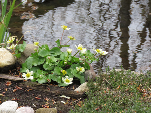 Jardinage chez Grigri en 2017 - Page 5 53ZAJOkV0P4yVS63J2mJ0kZmJnH7yLQgn8zF5CP0j9KjjdHp6gV6okPerO9-ZLzE-ZpNRU8kaOA0ECQIF94GCPnVY_xMj8O93p57MB6wmxL3Ru8Ydmm5WWbRYCju87RrmXdUTZk