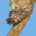 Tree Stump Spider