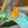 Common Butterfly Moth