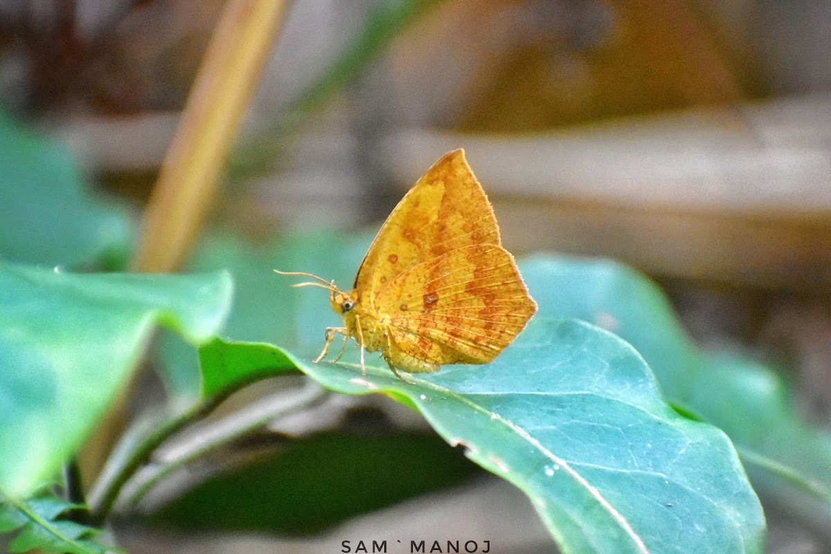 Common Butterfly Moth