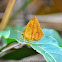 Common Butterfly Moth