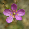 Quill or Appalachian Fameflower