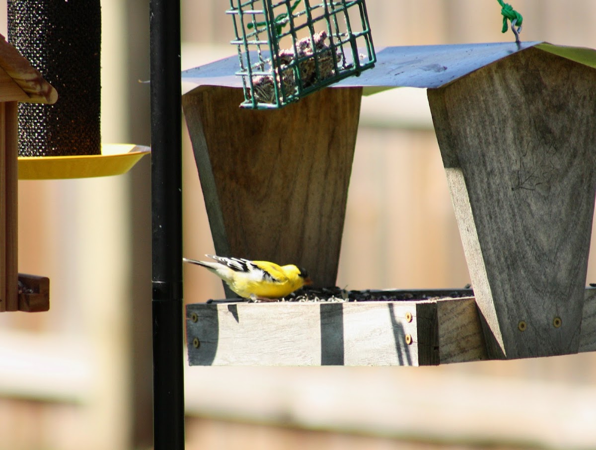 American Goldfinch