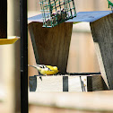 American Goldfinch