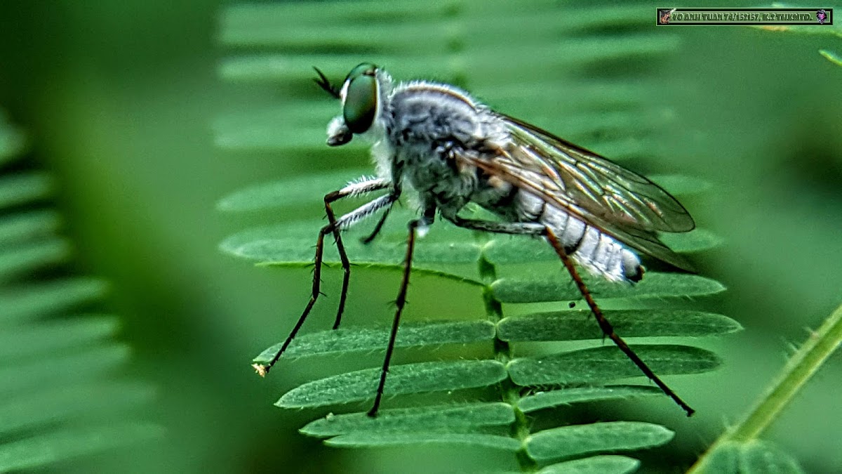 Stiletto Fly