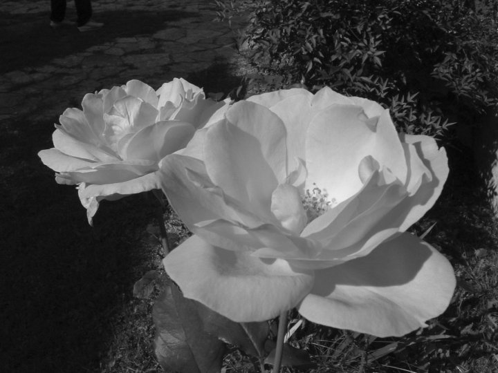 Black & white Rose di Marco Siega Vignut