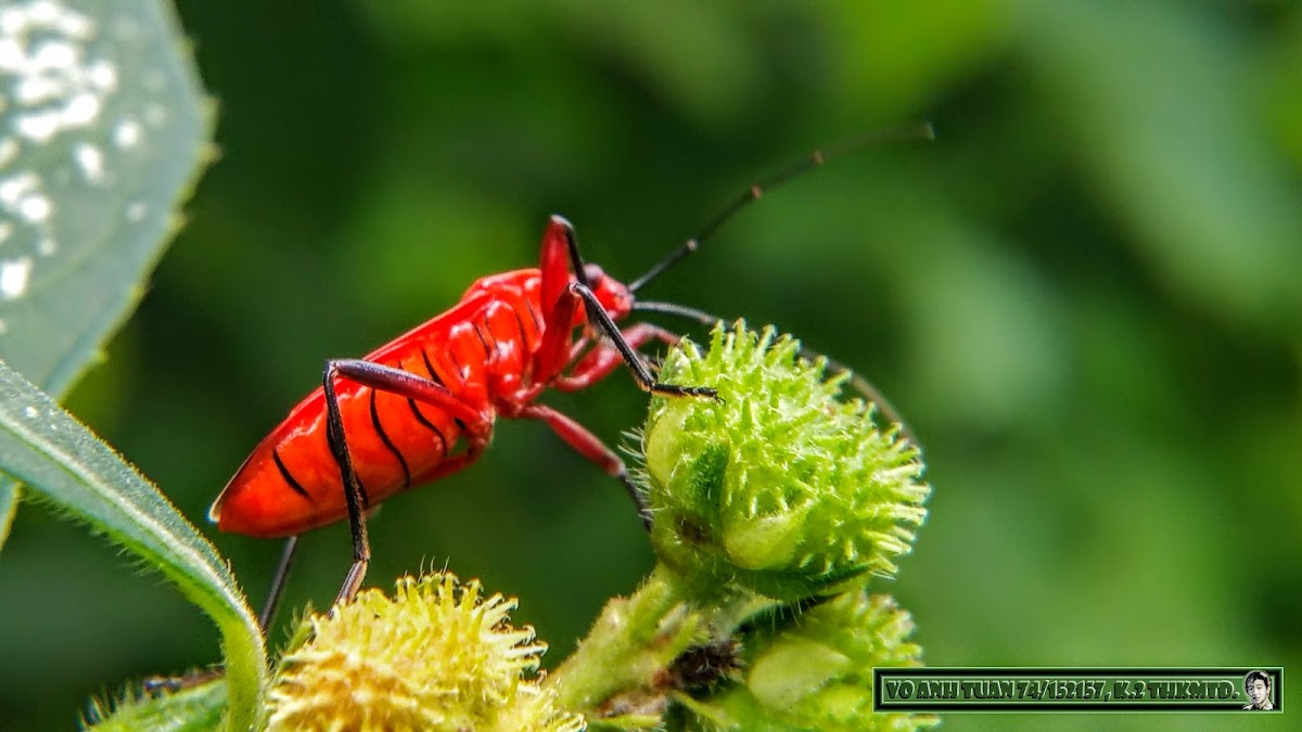 Red-necked bug 頸紅蝽