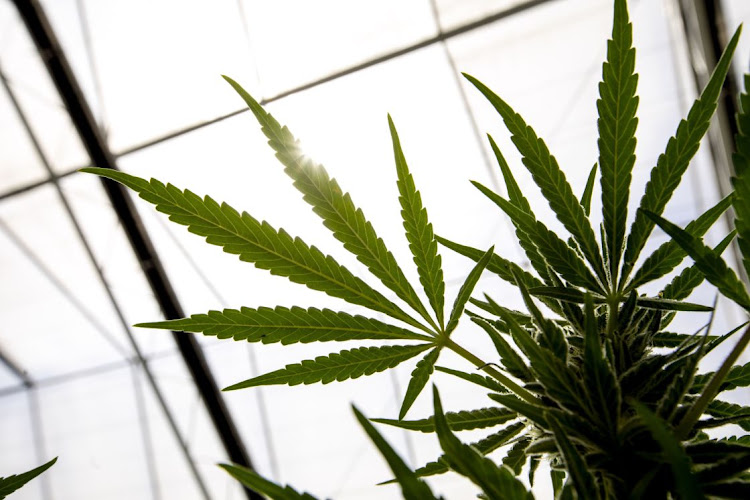 Cannabis plants grow at Glass House Brands greenhouse near Camarillo, California. Picture: BLOOMBERG/JILL CONNELLY