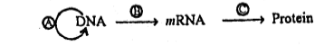 Central Dogma: Flow of Information