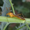 Crane Fly