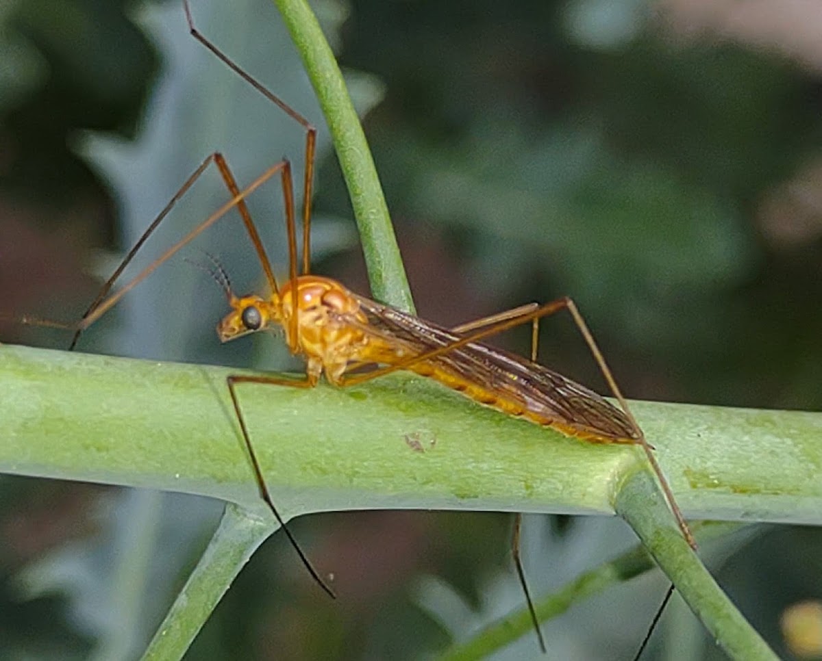 Crane Fly