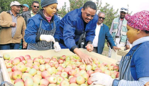 Misgund farm worker Celiwe Sitwayi shows Eastern Cape Rural Development and Agrarian Reform MEC Mlibo Qoboshiyane how Pink Lady apples are graded during the harvest, watched by Novotile Mkhankanywa