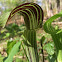 Jack In The Pulpit