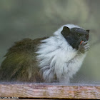 Pied Tamarin