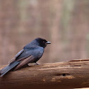 Southern black flycatcher