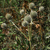 Rattlesnake Master