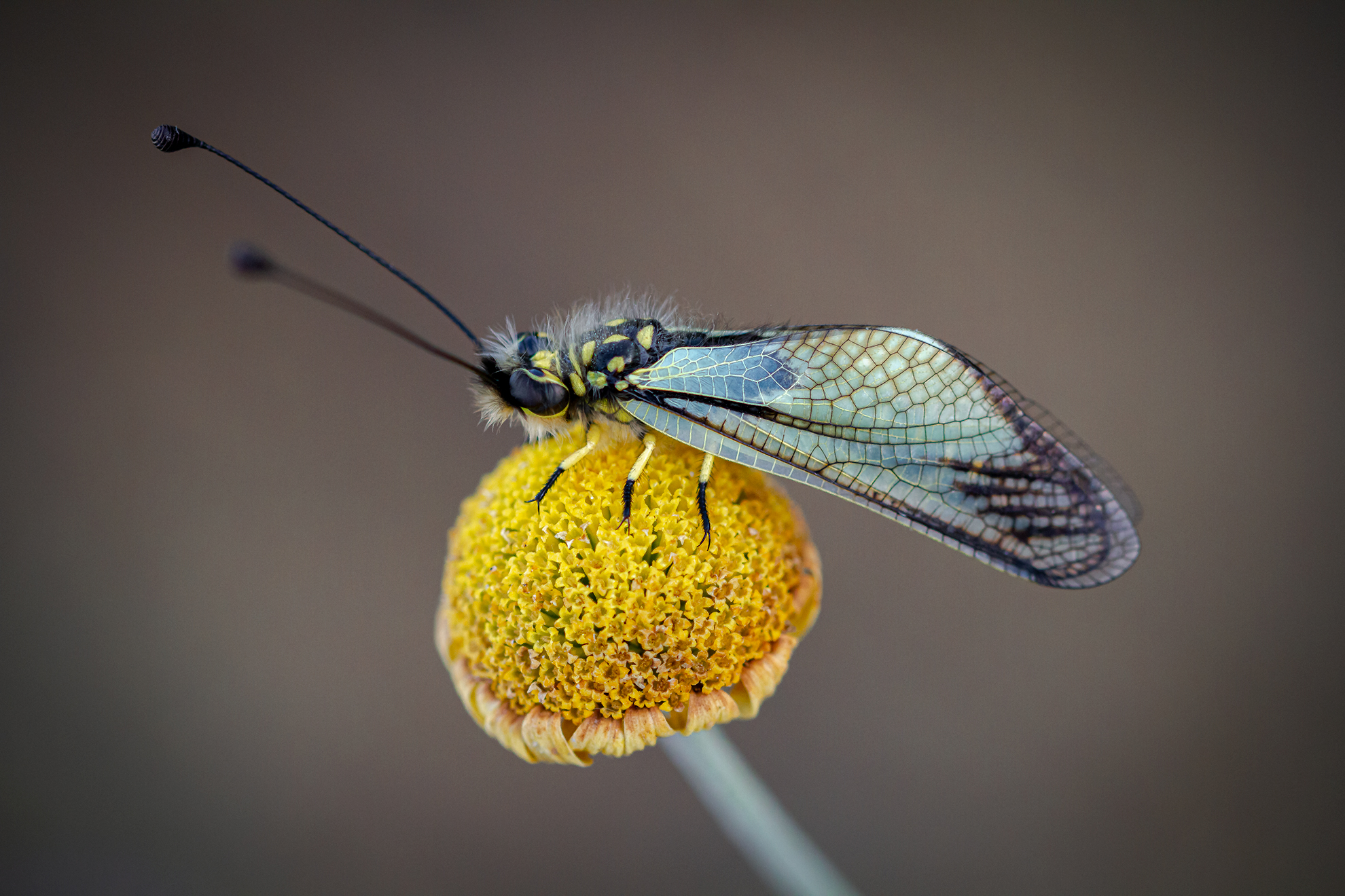 macro in quarantena di gabrielomar