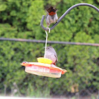 Gray catbird