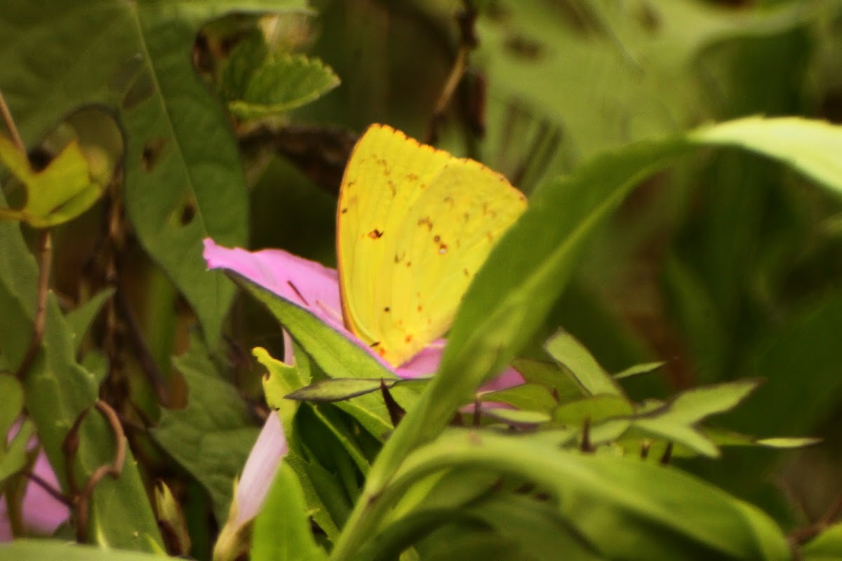 Orange-barred Sulphur Butterfly