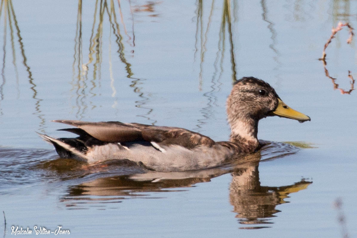 Mallard