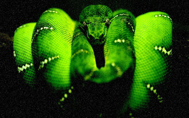 Green Tree Python - New Tab in HD