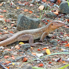 Bonaire whiptail lizard ♀️