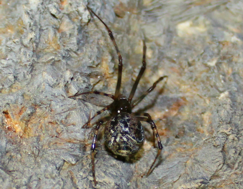 Common House Spider