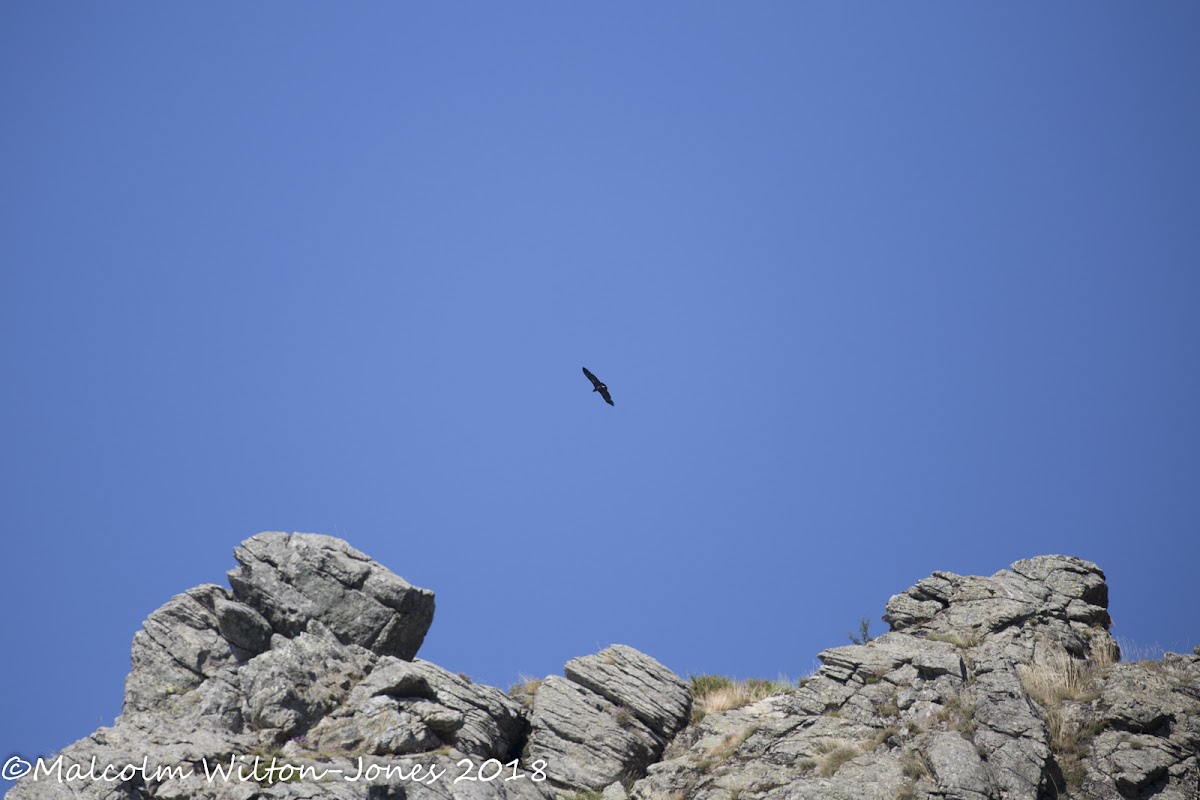 Black Vulture; Buitre Negro