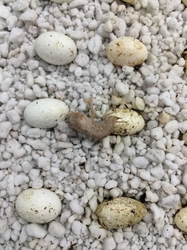 https://i0.wp.com/backwaterreptilesblog.com/wp-content/uploads/panther-chameleon-hatching.jpg?resize=650%2C867&ssl=1