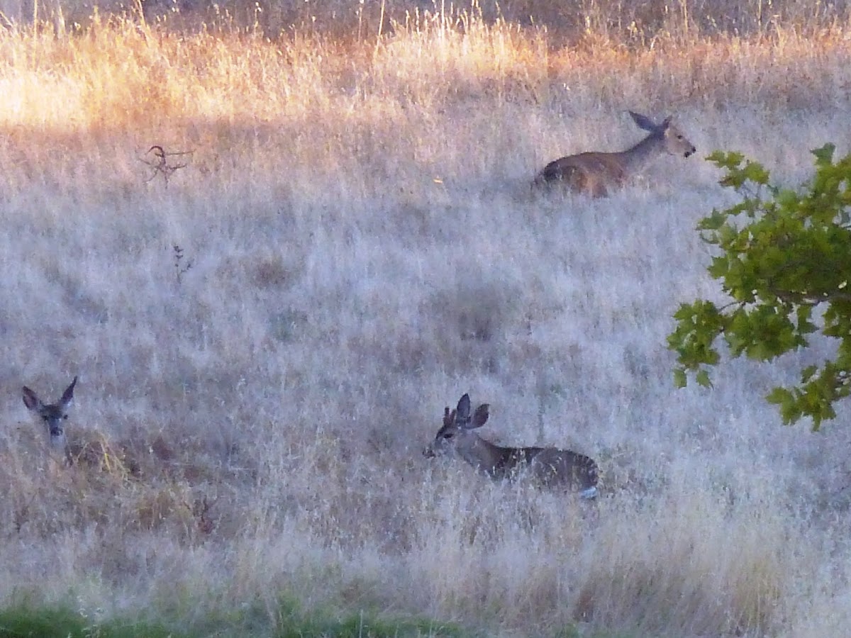 Black tailed deer