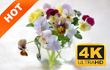 Pansy Top HD Flowers New Tabs Theme small promo image