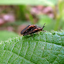 Beetles - Escarabajos