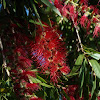 Weeping Bottlebrush Tree