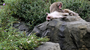 Snow Monkey Social thumbnail