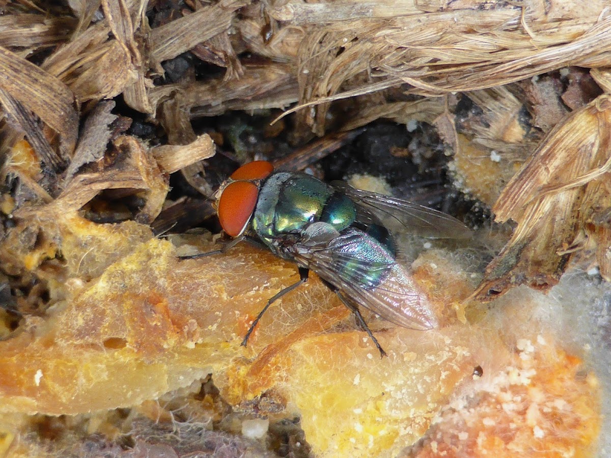 Oriental Latrine Fly