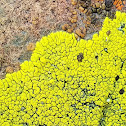 Gold cobblestone lichen