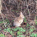 Eastern cottontail