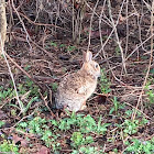 Eastern cottontail