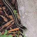 Texas Garter Snake