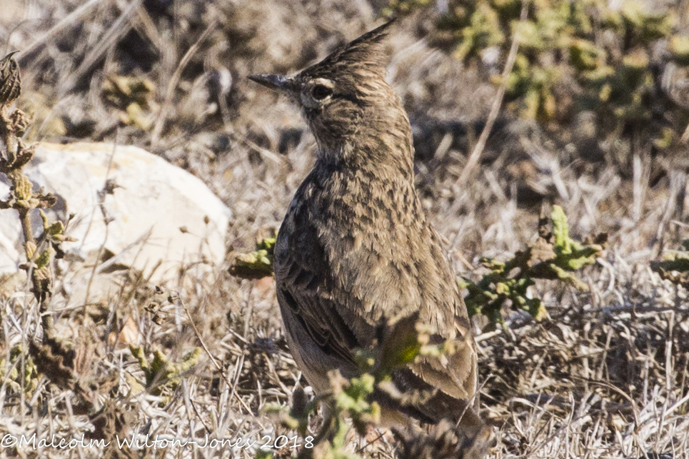 Crested Lark