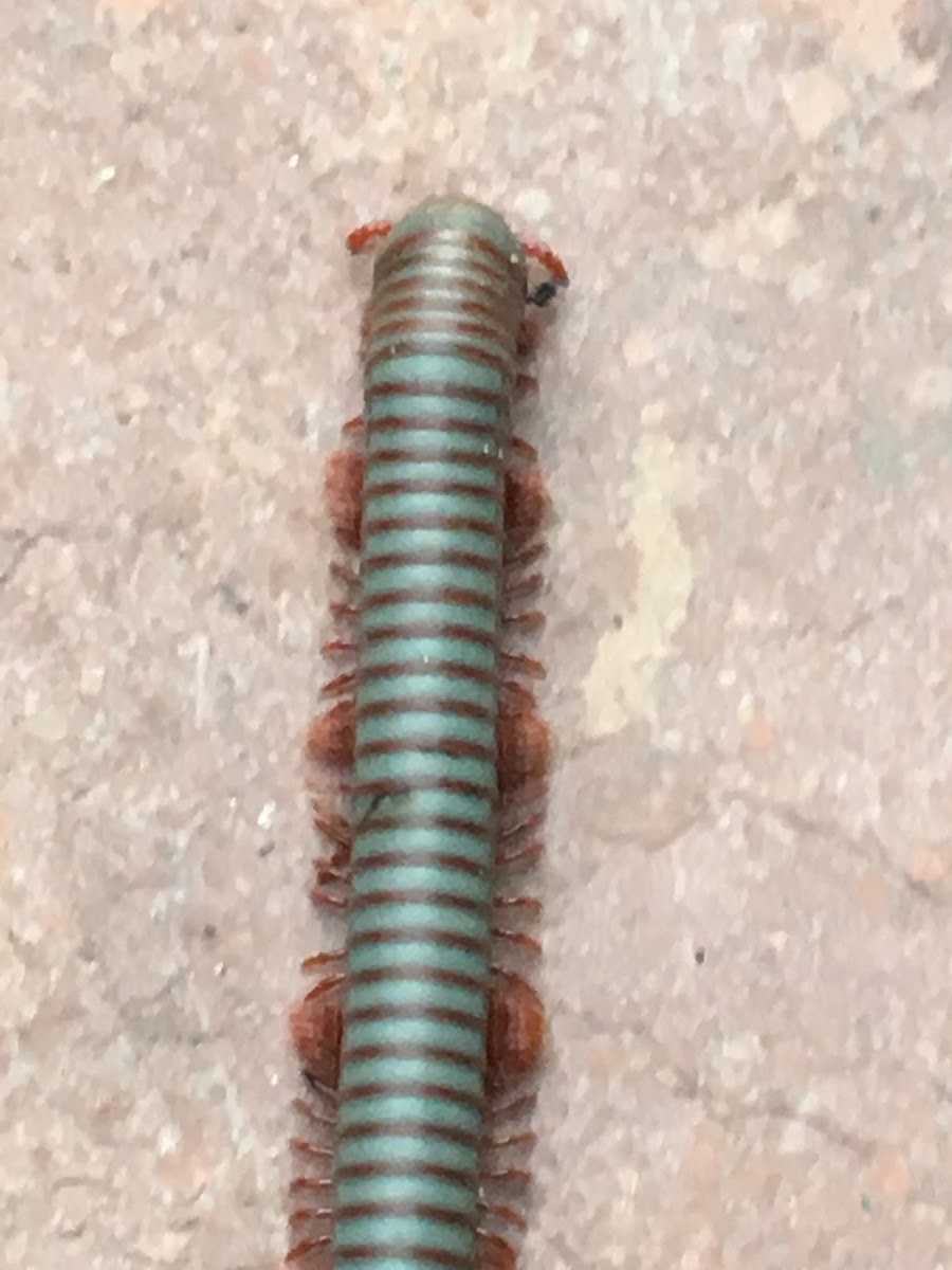 Thai Rainbow Millepede