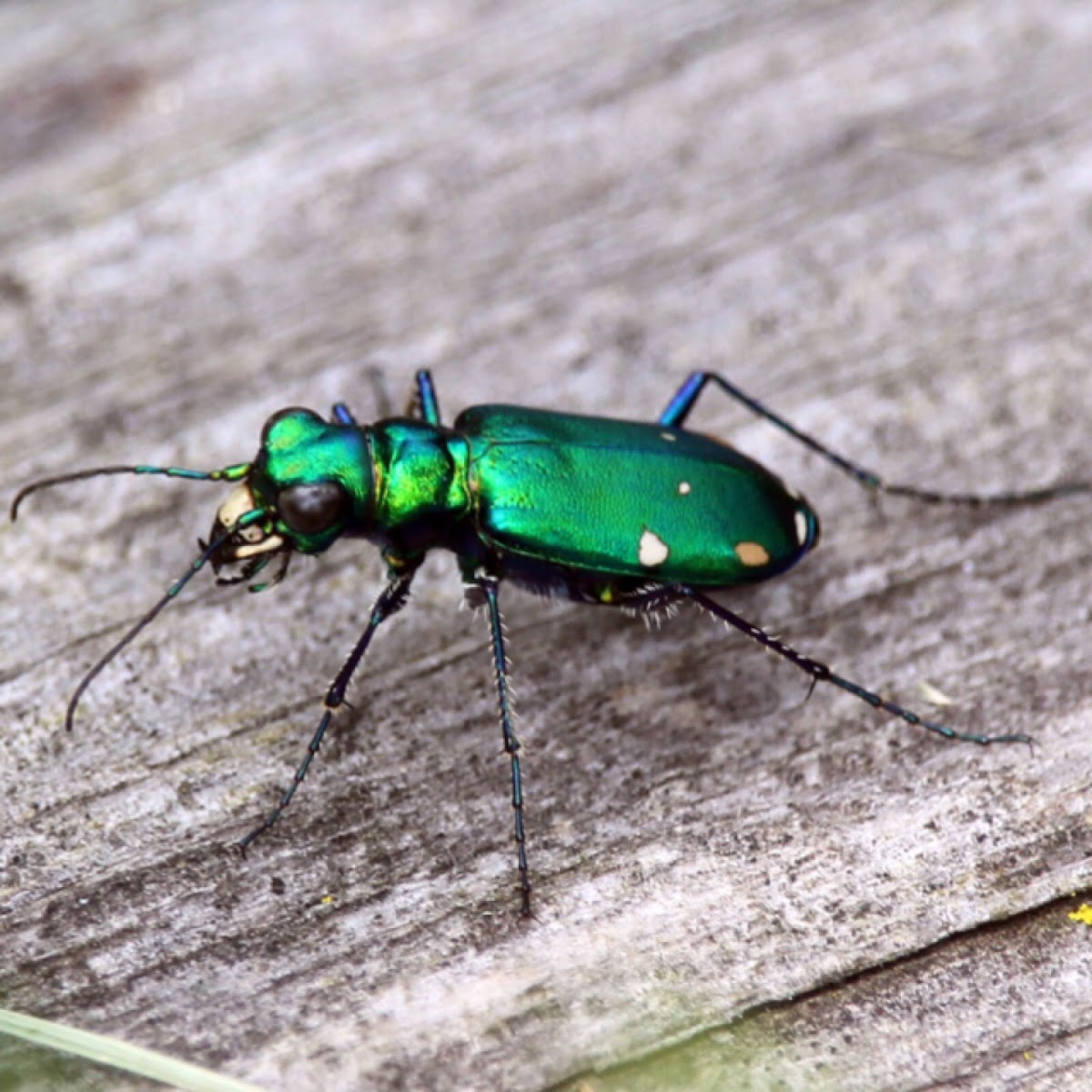 Six-spotted Tiger Beetle