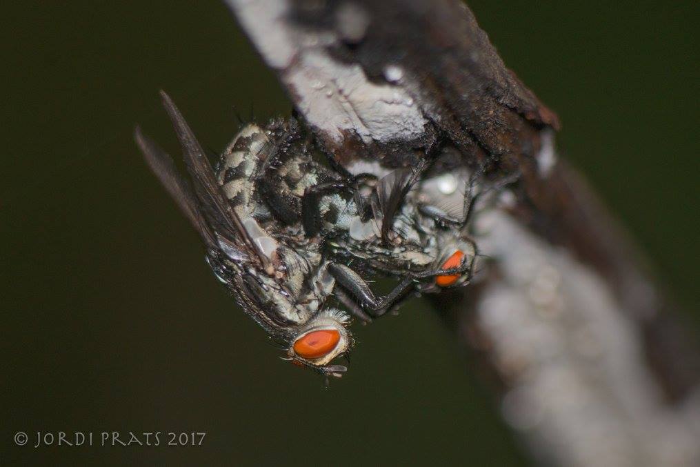 Flesh fly