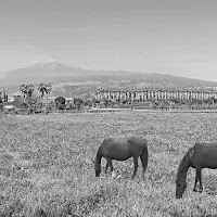 tre cavalle alle pendici dell'Etna di 