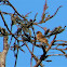 Scaly-breasted Munia